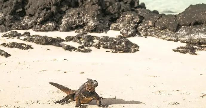 加拉帕戈斯羣島：命運因達爾文改變