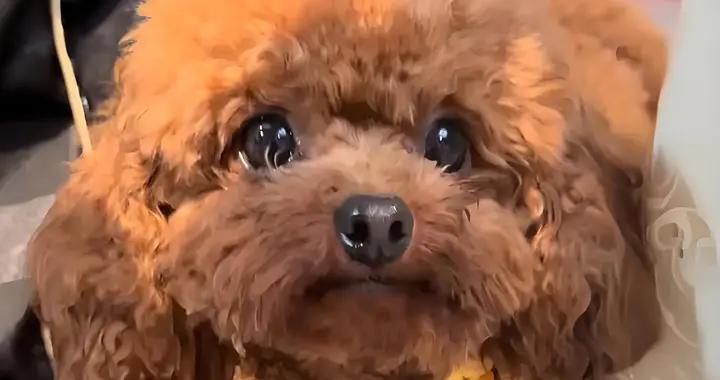 狗狗淚痕重是什麼原因？有沒有解決辦法？