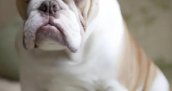 狗狗零食推薦，2025有什麼值得推薦的牌子？