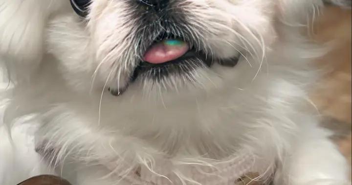 狗狗骨骼受傷的症狀，有什麼解決辦法？