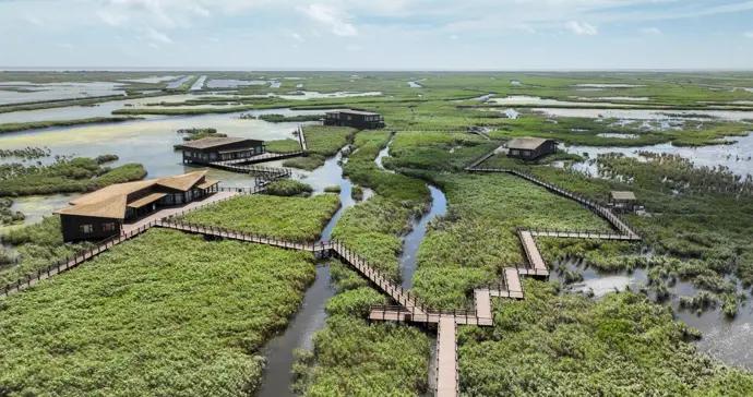 魔都固碳屏障“三件套”，城市碳中和靠它們！