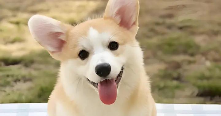 狗狗太瘦了是什麼原因？快來看！