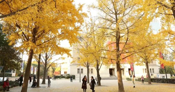 “落葉不掃”上海街頭最美秋色中，藏着超大城市的氣候解法