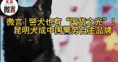 警犬也有“國貨之光”！昆明犬成爲中國警務自主品牌