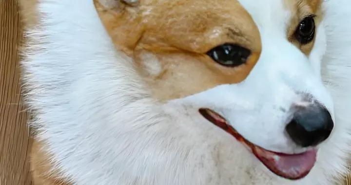 柯基有黑下巴喫什麼狗糧？喫什麼牌子的狗糧好？