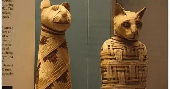 鸚鵡被賣到沙漠，被拔毛，被做成木乃伊