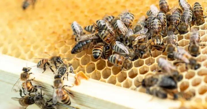 幼蜂互殺、雄蜂慘死！蜂羣“權力的遊戲”，比“宮鬥”還狠