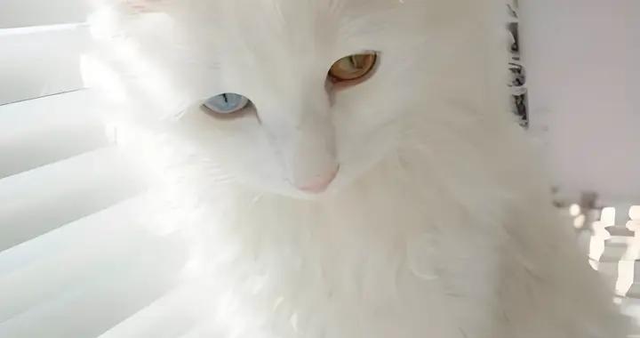 貓咪零食什麼牌子好？