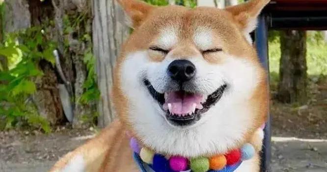 年度最強爆笑幽默笑話，個個笑點拉滿，絕對笑到你鼻涕泡滿天飛