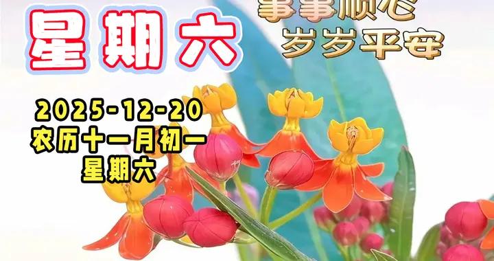 冬月週六早安美圖|情誼如星伴月行，心向暖陽步輕盈