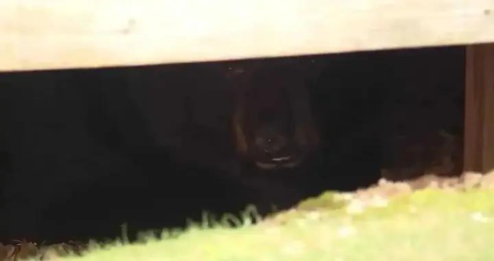 深夜的沉重呼吸聲，查完監控，屋主發現有個大傢伙已在腳下潛伏數月……