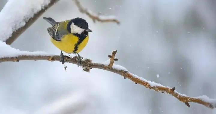 冬季陽消陰長，成形勝於化氣，養生做好5點很重要