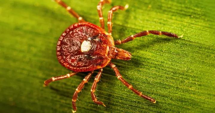 被這種小蟲子叮咬後又喫了牛肉漢堡，47 歲飛行員竟因此突然死亡