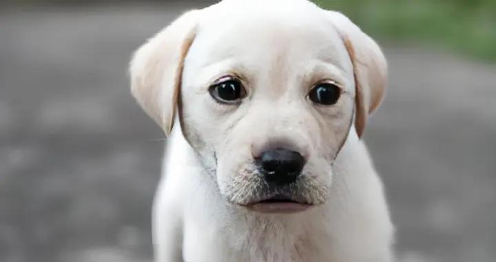 狗狗挑食怎麼辦？怎麼解決？