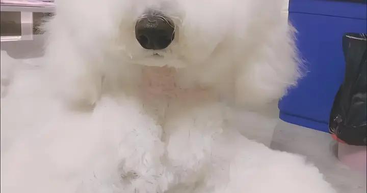 狗狗零食品牌推薦，有什麼值得信賴的牌子？