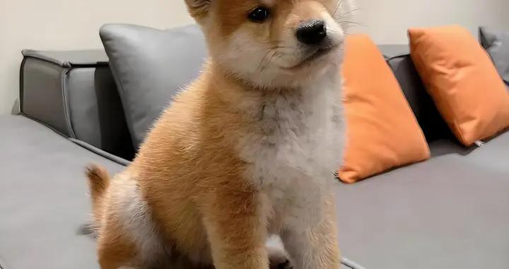 狗狗淚痕重是什麼原因？