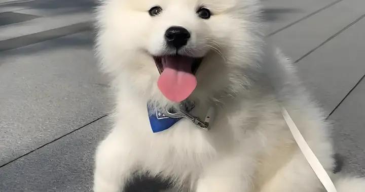 狗狗骨骼受傷的症狀，怎麼解決？