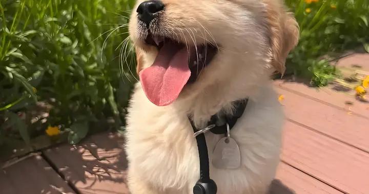 狗狗太瘦了是什麼原因？怎麼解決？