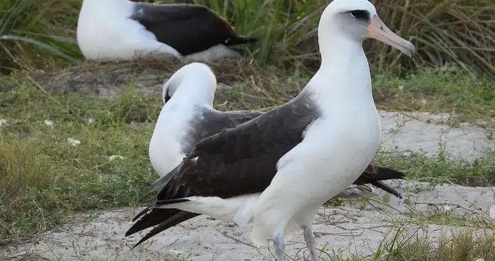 “智慧”又回來了！75歲的信天翁老奶奶，還在繼續飛行