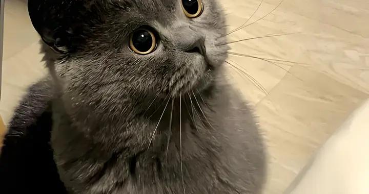 藍貓免疫力低怎麼辦？喫什麼貓糧比較好？