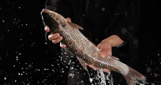 冬天碰到這魚別手軟，高營養高蛋白，如今正當季，千萬別錯過了！