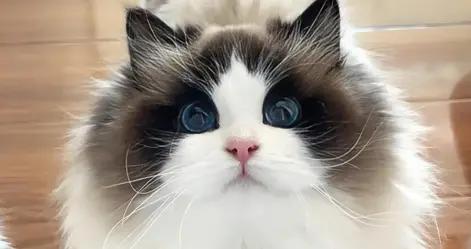 羊奶粉推薦，有什麼推薦的牌子？