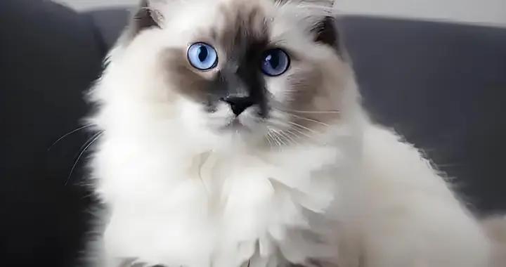 口碑好的貓咪零食，有沒有推薦的牌子？