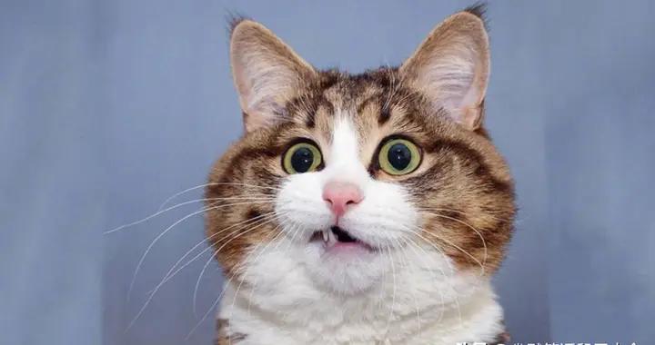 12個笑到肚子疼的幽默小笑話，笑到拍桌，笑到2026年