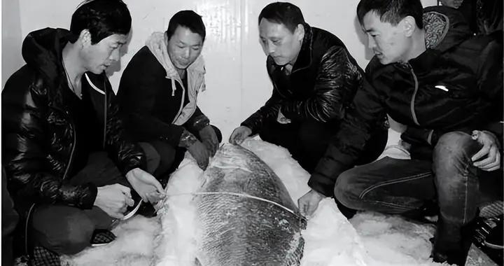 一條價值 300 萬的魚，買來卻不是爲了喫肉？