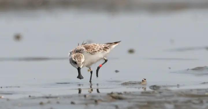 最後一隻圈養勺嘴鷸去世，死前仍在尋找同伴