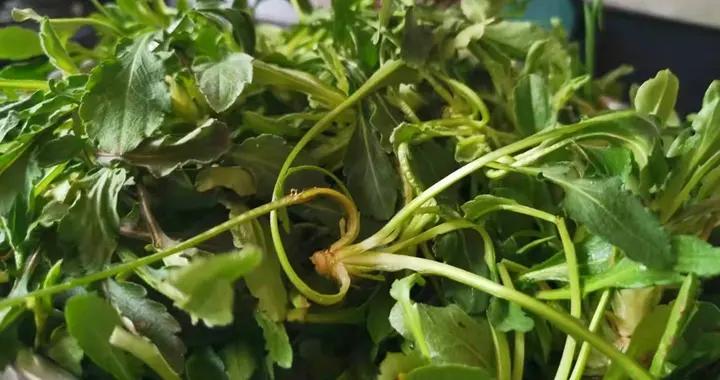 “百病不離肝”肝臟最愛4種食物，冬天建議經常喫，降肝火強免疫