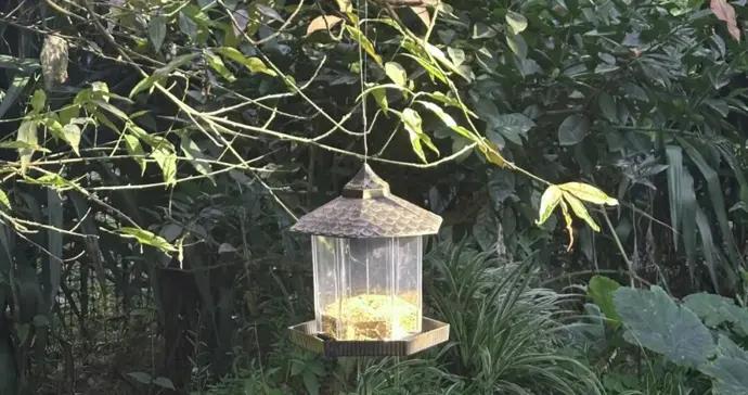 【給黎明寫着信】“你這是品種桃，最多活十五年” | 連芷平