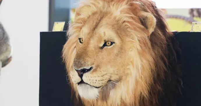 標本製作“神仙打架”！中國動物標本大賽首次在滬舉辦