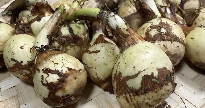 比芋頭便宜，比紅薯營養！冬天使勁喫，一通便，二止咳，三解百毒