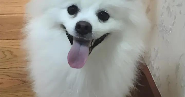 銀狐有黑下巴喫什麼狗糧？喫什麼牌子的狗糧好？