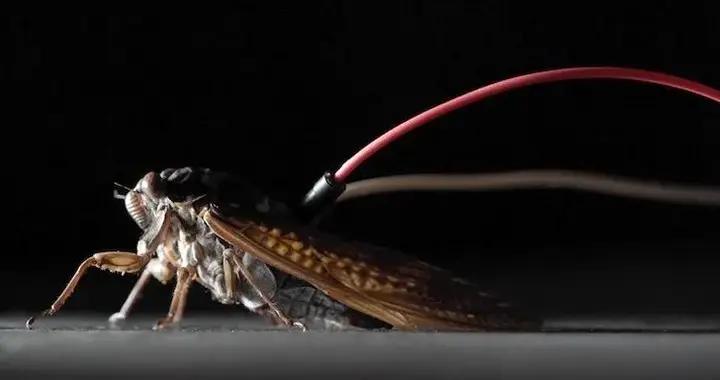 電擊活蟬演奏卡農，這是我今年聽過最抽象的音樂