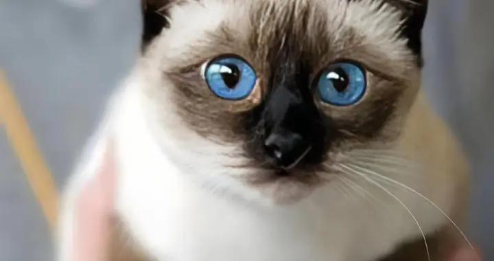 暹羅貓免疫力低怎麼辦？喫什麼貓糧好？