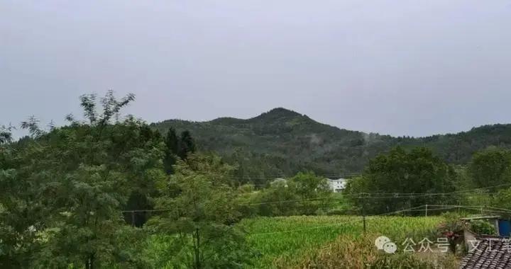 文匯筆會丨白鶴，不留歸後語