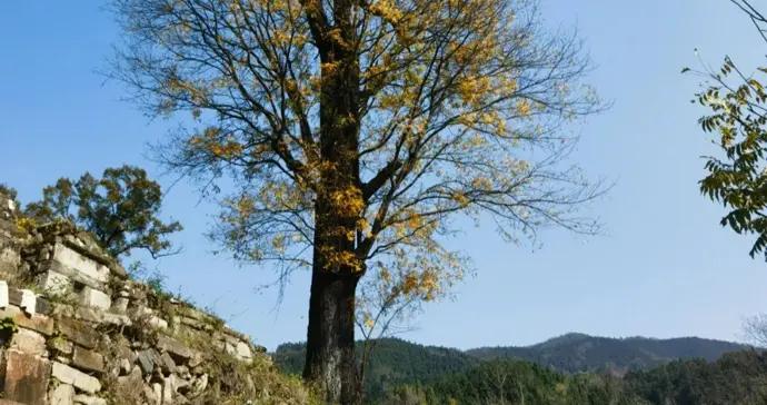 【風土記】霜露既降 | 舒飛廉