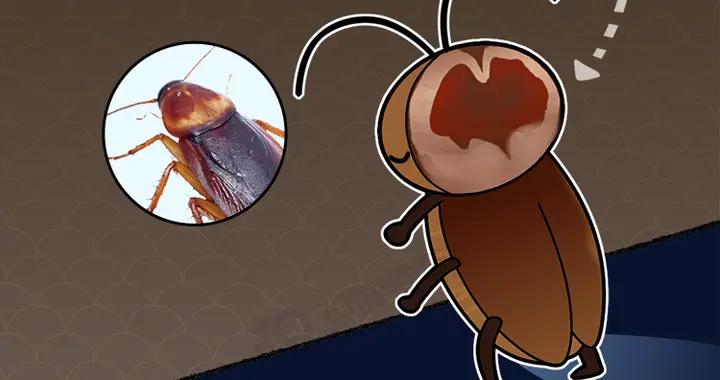 “我有潔癖，卻靠喫蟑螂來養胃......”