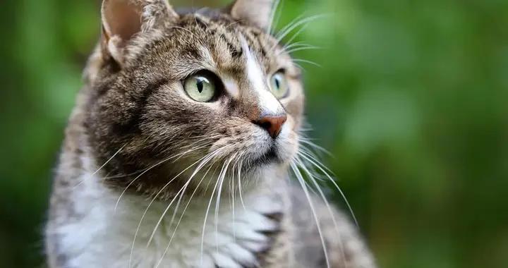 貓爲什麼要長鬍子？纔不是用來量耗子洞的大小