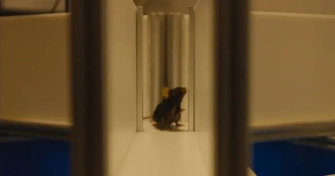 “航天鼠鼠”順利產仔！6只太空鼠二代活力滿格，或將繼續“生兒育女”