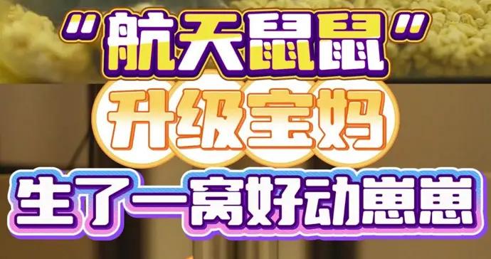 “航天鼠鼠”升級寶媽，一窩好動鼠崽崽萌翻啦！全網催生“鼠三代”