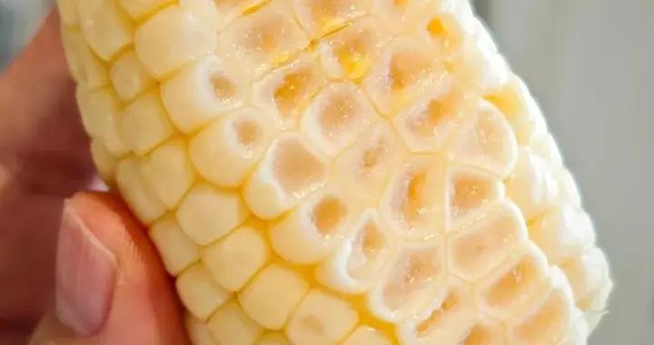 什麼？竟然有“甜品”玉米是能生啃的？