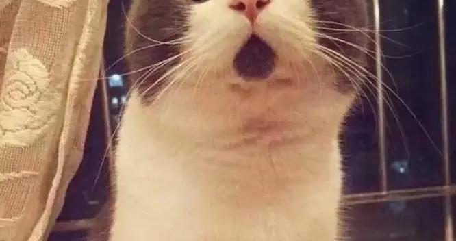 13個笑斷氣的爆笑幽默笑話，足夠笑破你的肚子，治癒各種不開心