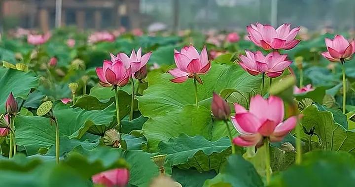 原來這叫：荷花定律、竹子定律、金蟬定律（深度好文）