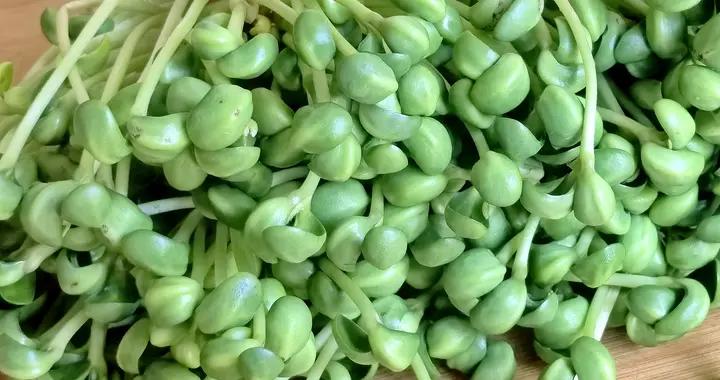 冬天使勁喫這菜！一養肝、二排毒、三降火，對眼睛也很好，別錯過