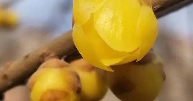 沁園春·臘梅傲霜雪