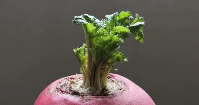 冬天，使勁囤這菜，買20斤曬乾放着，隨喫隨取，真香！